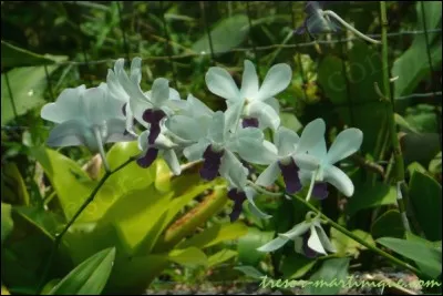 À quelle famille les orchidées appartiennent-elles ?