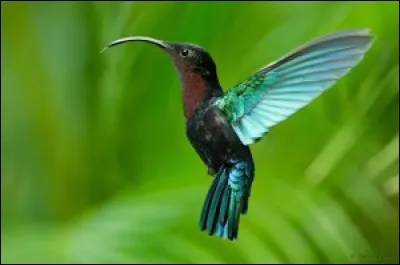 Quelle est la fleur préférée des colibris ?