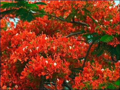 Quelles sont ces fleurs?