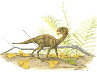 Mussaurus le dinosaure souris. Plusieurs squelettes complets de ce dinosaure furent découverts en 1979. Le plus grand squelette mesurait 20 cm, ce qui faisait du mussaurus la plus petite espèce de dinosaure découverte. Aujourd'hui, les paléontologues pensent qu'il s'agissait de bébés et qu'un mussaurus adulte mesurait...