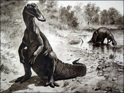 Aachenosaure a été nommé sur la seule base fossilisée d'un fragment de matière, qui a initialement été décrit pour être un morceau de mâchoire d'un dinosaure à bec de canard. Toutefois après analyse, il s'avéra être...