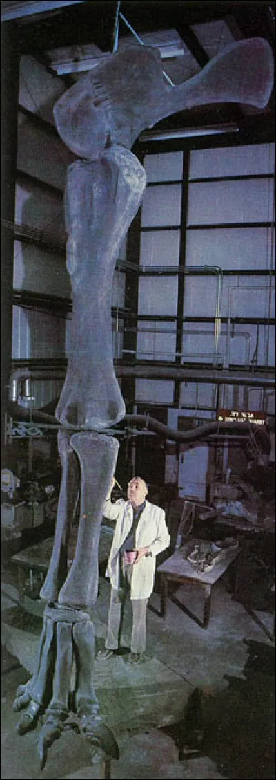 Cependant l'animal fut connu du grand public sous le nom de...