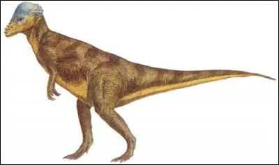 La découverte du majungatholus, dans les années 70, prouvait que les pachycéphalosauriens (dinosaures à tête dure) s'étaient répandus...