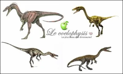 (Coelophysis willistonu ; Coelophysis longicollis). L'espèce type, Coelophysis bauri, a été décrite en 1889. Les autres espèces sont très probablement des spécimens...