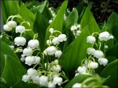 Fête rappelant la longueur d'une journée de travail, 8 heures, durant laquelle on offre du muguet !