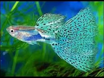 Le Guppy est-il un poisson ?