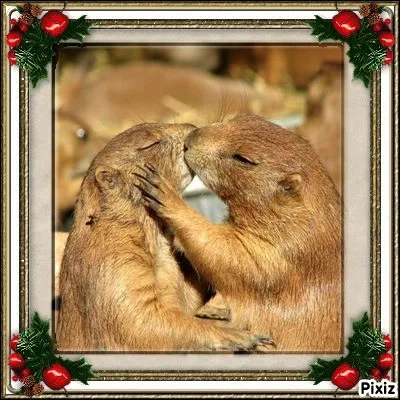 Combien de bises pouvez-vous espérer recevoir dans le département du Finistère ?