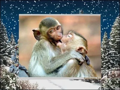 Qui chantait " De la main d'un ami au baiser d'une bouche, tous ceux qui sauront lire que le mal a fait mouche, j'oublierai ton nom"