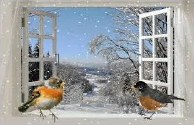 Fruit du plaqueminier :