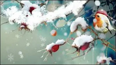 Autre nom du chou frisé :