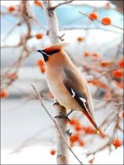 Flûte droite généralement en canne à sucre ou flûte des Andes :