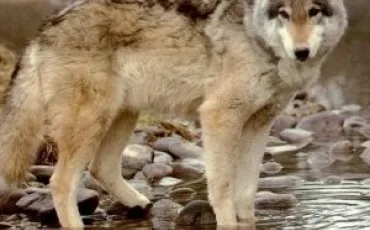 Quiz Loups