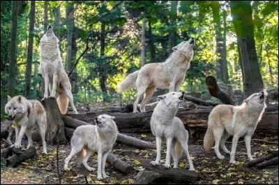 Jusqu'à quelle distance peut-on entendre le hurlement du loup ?