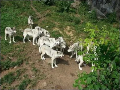 Nommez l'ordre hiérarchique d'une meute de loups.