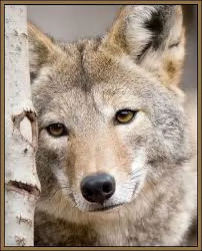 Combien de temps peut vivre un loup en captivité ?