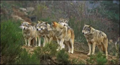 Le loup a une très bonne vue.