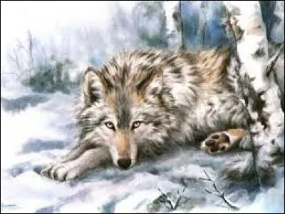 Choisissez le loup à crinière.