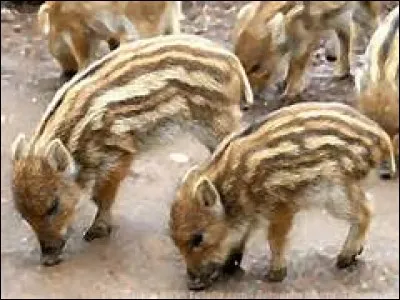Comment appelle-t-on le petit du sanglier de moins de six mois ?