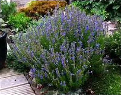 Lequel de ces arbrisseaux &agrave; fleurs bleues est notamment cit&eacute;e dans la Bible ?