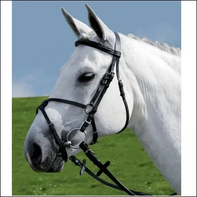 D'après l'image, de quel type est la muserolle ?