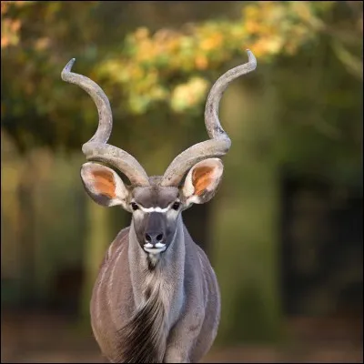 Si vous allez en Éthiopie, vous pouvez rencontrer ce type d'antilope. Mais, quel est son nom ?
