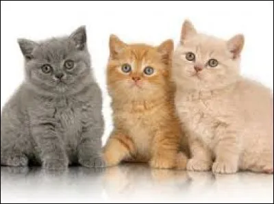 Le squelette du chat est composé de 450 os.