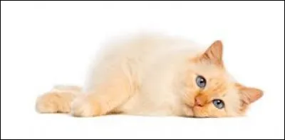 En Asie, le chat reste synonyme de chance, de richesse ou de longévité.