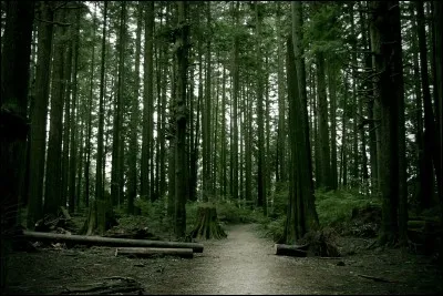 As-tu un rapport avec la forêt ?