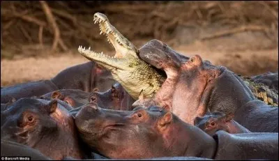 L'hippopotame est l'animal que craignaient le plus les Égyptiens une fois sur le Nil.