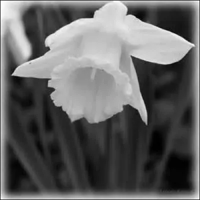 Quel nom peut-on donner à la jonquille ?