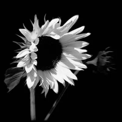 Quelle fleur donne son nom à un professeur ?