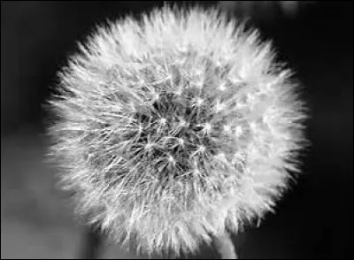 Sur les graines de quelle fleur les enfants aiment-ils souffler ?