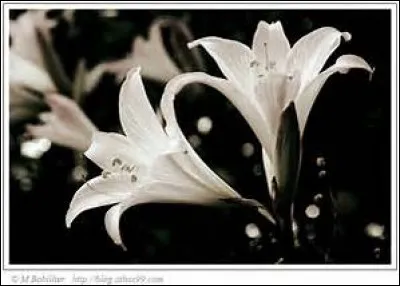 Quelle fleur symbolise la pureté et la grandeur des sentiments ?