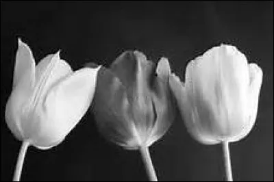 Quelle fleur associe-t-on à Fanfan ?