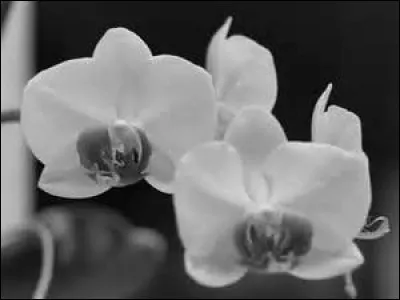 Quelle fleur est sauvage pour Mickey Rourke ?