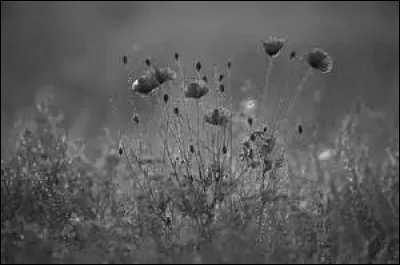 Quelle fleur associe-t-on à la consolation ?