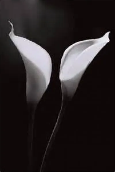 Quelle est cette fleur originaire d'Afrique du Sud ?