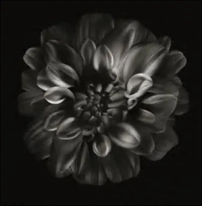 Quelle fleur fait référence à un meurtre non élucidé ?