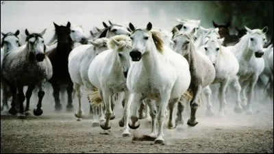 Quand les deux jambes montent du même côté, on dit qu'on monte en :