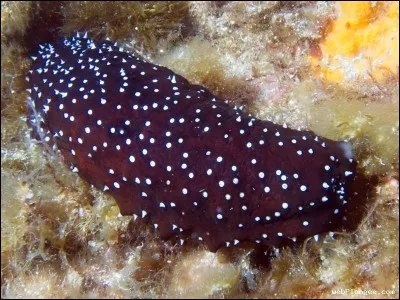 Récréation 1. On se demande où ils vont chercher leurs titres ! Quel est le nom de cette pièce du XXe siècle en 3 mouvements (holothurie, édriophthalma et podophthalma) ?