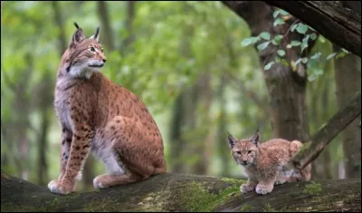 Il le faut, et le bon !