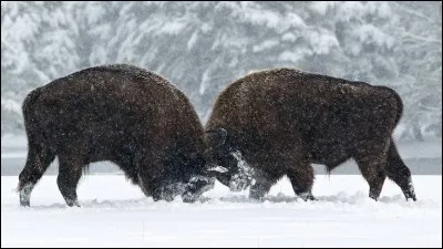 Identifiez l'expression !