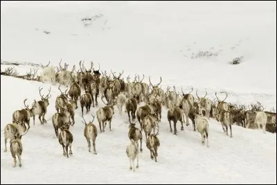 Avec un peu d'imagination, vous allez trouver !