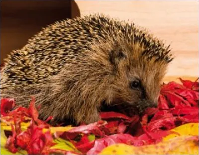 Allez-vous vous piquer de le savoir ?