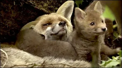 Essayez d'être maligne, ou malin !