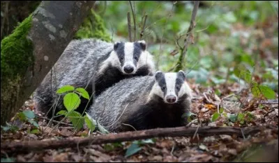 Je ne me permettrais pas, mais d'après les bruits qui courent, il semblerait que vous soyez un vrai ...