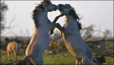 Gardez votre équilibre pour cette réponse !