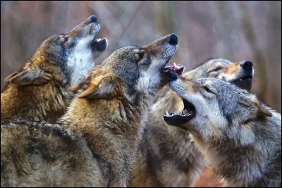 Trouvez la bonne expression !