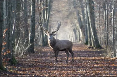 Prenez une bonne inspiration et réfléchissez !