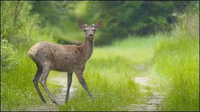 Si je vous dis : « Jeune cerf », vous répondez :